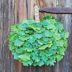 Pirts slotiņu siešanas meistarklase